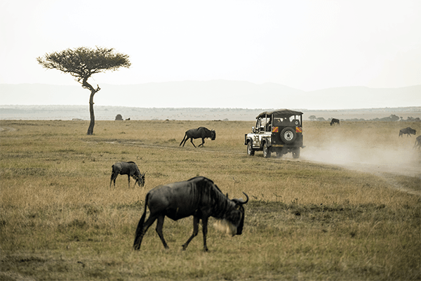 8 Days 7 Nights Masai Mara Game Reserve-Lake Naivasha- Amboseli National Park And Tsavo West National Park