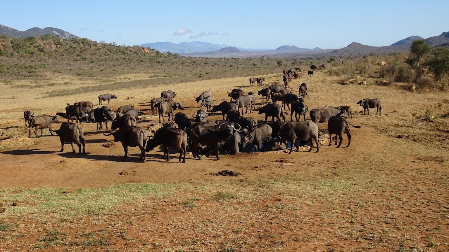 8 Days 7 Nights Masai Mara Game Reserve-Lake Naivasha- Amboseli National Park And Tsavo West National Park