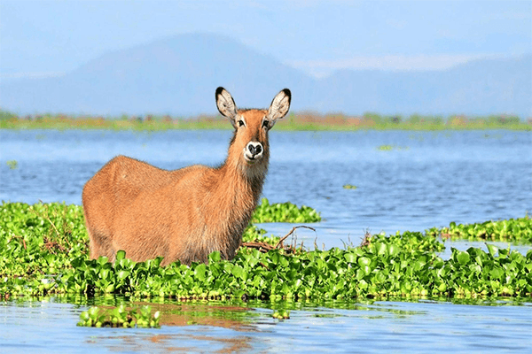 8 Days 7 Nights Samburu – Lake Baringo – Lake Bogoria – Lake Nakuru Safari – Lake Naivasha And Maasai Mara