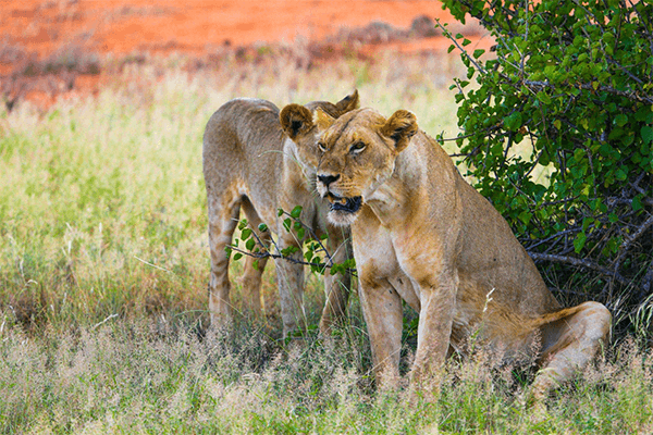 8 Days 7 Nights Tsavo East National Park, Tsavo West National Park, Amboseli National Park, Lake Nakuru National Park And Maasai Mara Safari