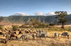 Jewels of Tanzania; 3 Days Serengeti and Ngorongoro National Parks